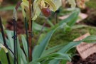 Paphiopedilum Leeanum